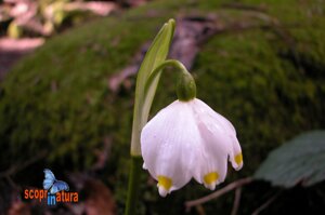 Leucojum vernum ( Campanellini di primavera) specie tossica spesso confusa con il falso bucaneve