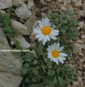 Leocanthemopsis alpina
