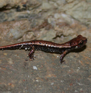 Speleomantes italicus