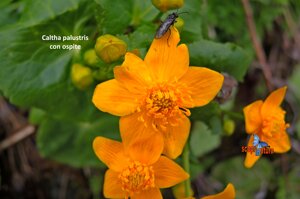 Caltha palustris con ospite