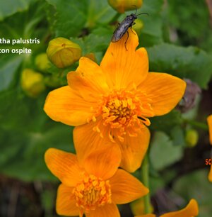 Caltha palustris con ospite