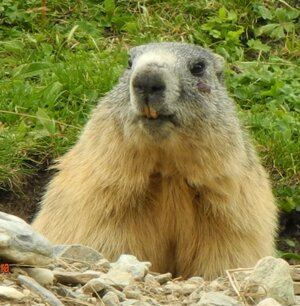 Marmotta