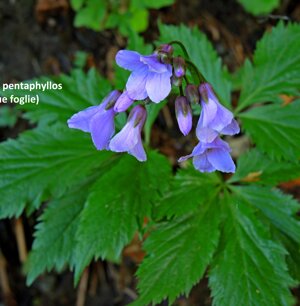 Cardamine pentaphyllos (cinque foglie)