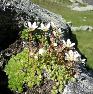 Saxifraga exarata