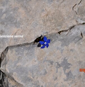 Genziana verna