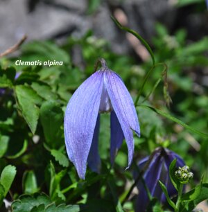 Clematis alpina