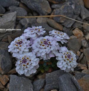Iberis spathulata nana