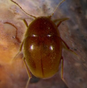 bathysciotes_ambientato