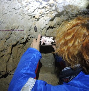 Rhinolophus ferrumequinum - Ferro di cavallo