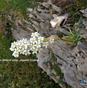 Saxifraga Lingulata (Callosa)