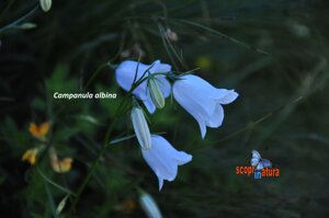 Campanula albina