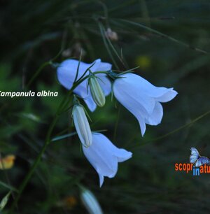 Campanula albina