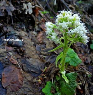 Petasites albus
