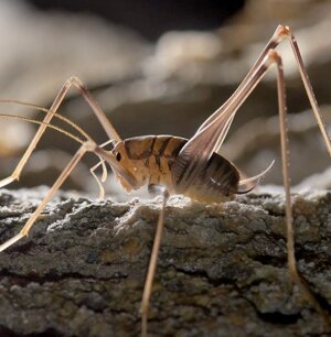 Dolichopoda ligustica