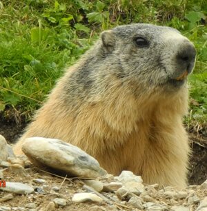 Marmotta