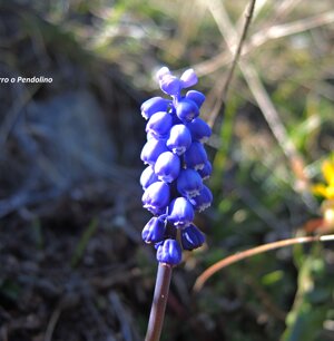 Muscari azzurro o pendolino (4 marzo 2016)