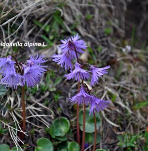 Soldanella alpina