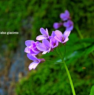Scilla (falso giacinto)