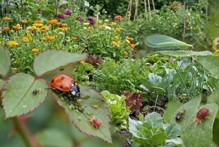 gemini_generated_image_4698p64698p64698