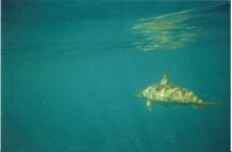 9f6f53d9-c523-4a42-a585-5eb00346aad3