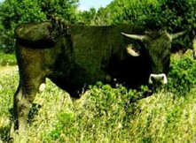 bbbfe216-32aa-4b55-a910-975e86cc0865