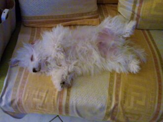 f39e4009-58af-4a1e-9a47-4d868e0baef7