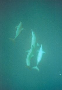 2b3f8589-5785-4076-9a6e-dba5d91e4896