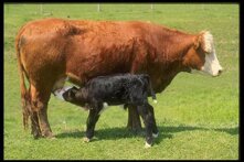 8ef8d54e-ccae-4bdd-986f-21699d58559e