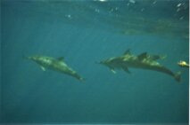 0928ef54-509e-4779-a0f1-a68e5c8c4e60