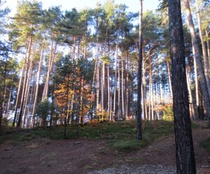 Bosco Località Dossedei