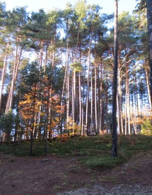 Bosco Località Dossedei