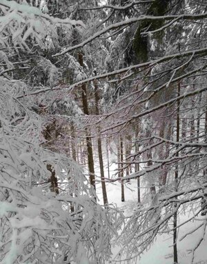 Paesaggio innevato Altopiano di Piné