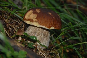 grandiepicciniaspassoperiboschidellaltopianodipin