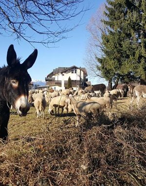 Passaggio di un gregge di pecore