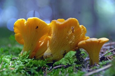 igigantidelboscnegro