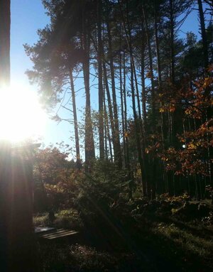 Lo spettacolo dei nostri boschi