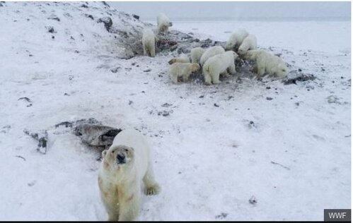 bbc-russian-village-chukotka-over-run-by-polar-bears-bbc-5-dec-2019-headline-e1608492397681