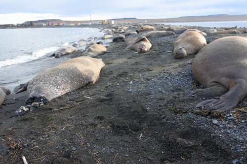 24_corpses-on-the-spit-taken-there-by-a-storm_27-sep-2017_3149983_original
