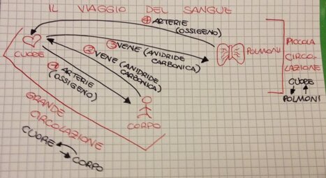 sistemacircolatorio2