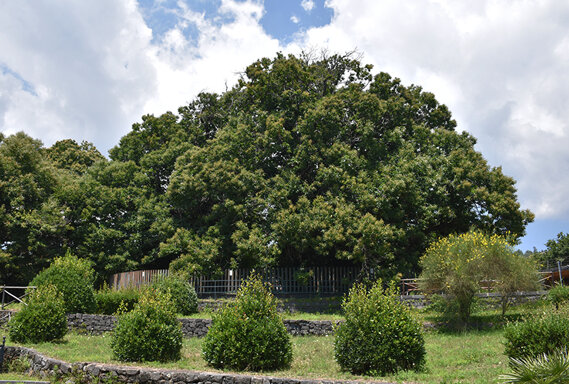 Castagno dei Cento Cavalli - © Giovanni Caruso Castagno dei Cento Cavalli - © Giovanni Caruso