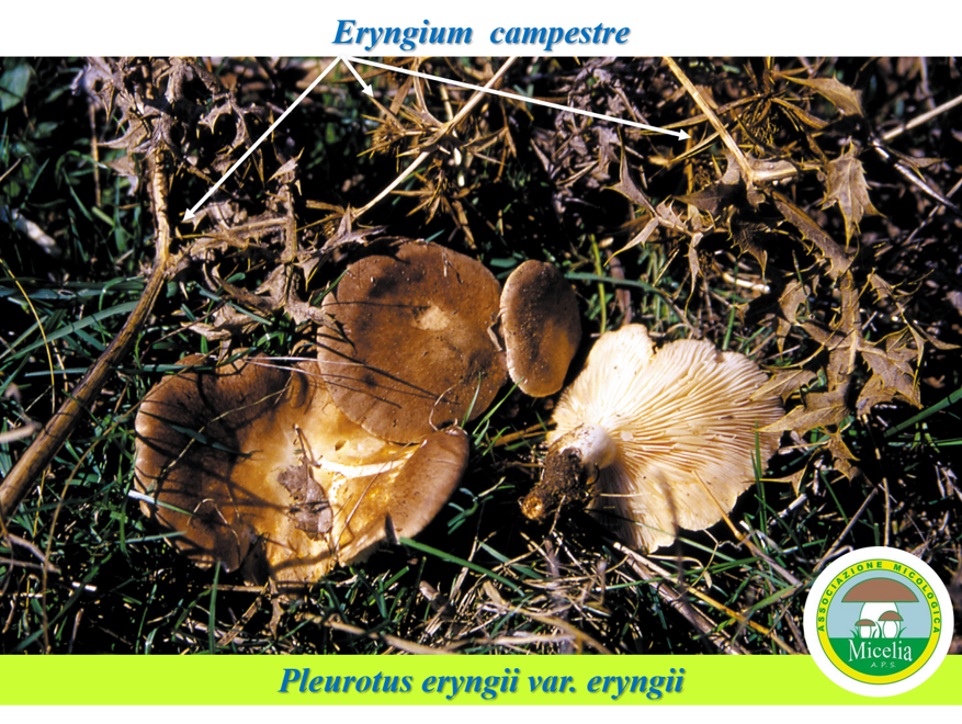 2f5a42fb-6b4d-4035-b9a1-f033cac58885 2f5a42fb-6b4d-4035-b9a1-f033cac58885