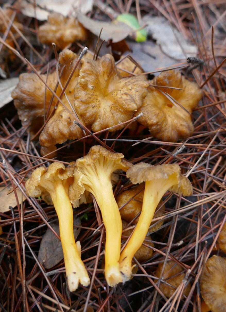 8e91ece1-fc44-4009-a08a-a2c5fe43415f 8e91ece1-fc44-4009-a08a-a2c5fe43415f