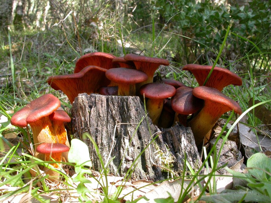 965d6ddc-9947-40c8-ad19-f7a496fde8a1.jpeg 965d6ddc-9947-40c8-ad19-f7a496fde8a1.jpeg