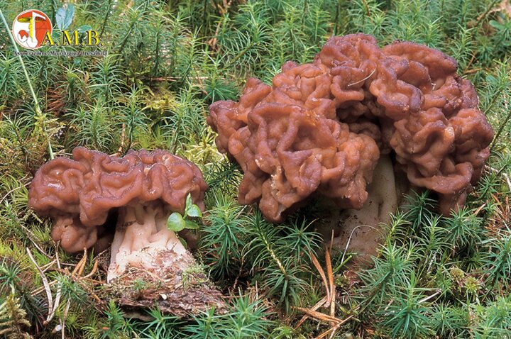 gyromitra.jpeg