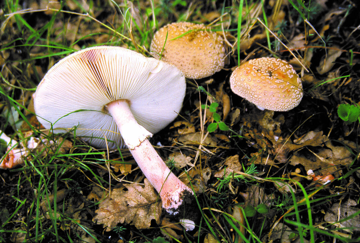 2ce55775-c2e2-4669-bf03-1a678aee0707 2ce55775-c2e2-4669-bf03-1a678aee0707