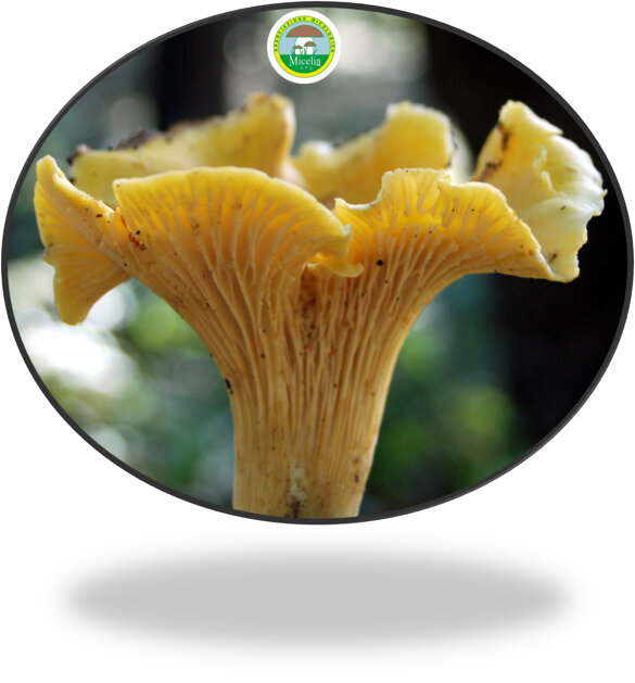 1b28c0d2-3224-448e-a32d-be83e78fe06e 1b28c0d2-3224-448e-a32d-be83e78fe06e