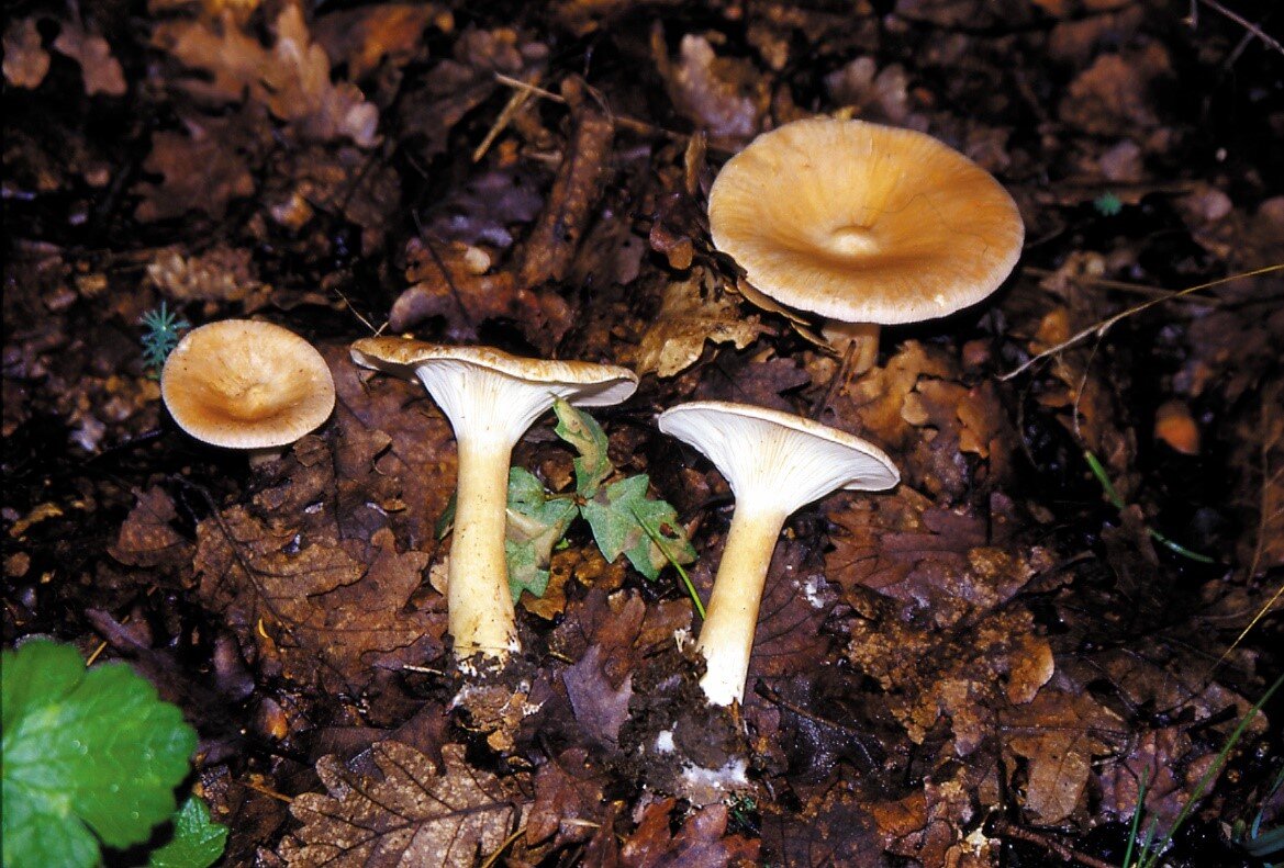 6e572c5f-31d7-4c3d-b84f-b41e629fa869 6e572c5f-31d7-4c3d-b84f-b41e629fa869