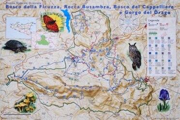 Aquila Anatraia Minore - Gufo Reale Aquila Anatraia Minore - Gufo Reale