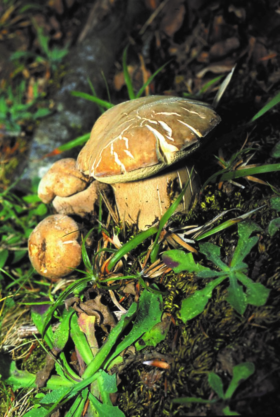 26a2b11a-027c-4100-bdf2-f748767e30ea 26a2b11a-027c-4100-bdf2-f748767e30ea