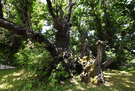 Castagno dei Cento Cavalli - © Giovanni Caruso Castagno dei Cento Cavalli - © Giovanni Caruso